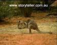 Part 6 Mini Kangaroos and other Marsupials