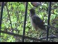 El retorno del pajaro sin cabeza...