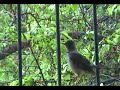 El retorno del pajaro sin cabeza...