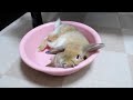 洗面器でごろりするうさぎrabbit lying wash-basin 洗面器
