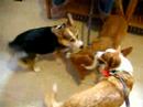 Pawsitive Sensations Opening!