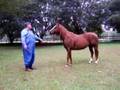 Rio - Quarter Horse Gelding for sale