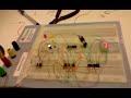 Engenharia Elétrica - Gregori Spielmann e Samuel Engel - UNOESC - Joaçaba
