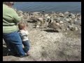 feeding the birds