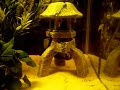 Betta N Puffer