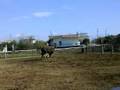 videos de GELDERLANDER STALLION IN KOTSAFTIS FARM-ANDRAVIDA