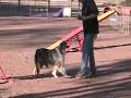Taxi and Quiz - Training Dog Swap