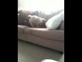Our Dog burying his Bone(Rawhide) in the sofa