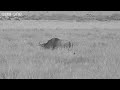 Big Cat Live catches a lion kill live on its web cams - BBC One