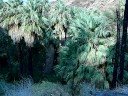 Maman Hicking at Indian Canyons