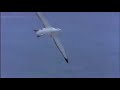 Save the Albatross Save the Albatross