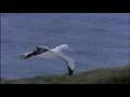 Save the Albatross