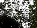 Perezoso