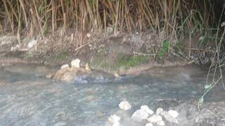 الرحاله حمد الطلالقه _ قرية الريحانيه المهجره ، قضاء حيفا