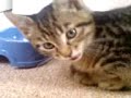 Kitten Diaries: Kittens are 8 weeks!