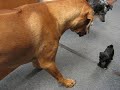 Larry and pugnacious pug puppy
