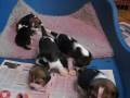 videos de Beagle szczeniaki w wieku 4 tygodni