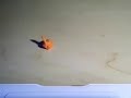 The Socially Challenged Orange Gloop