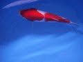 Royal Koi
