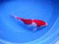 Royal Koi