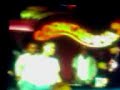 Don Omar Live (en vivo)improvisandomerengue@ CopaCabana(MDF)