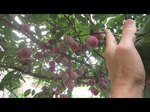 how to fertilize apple trees