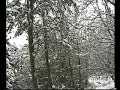 auf der suche nach dem waldmenschen