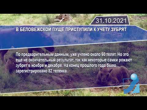 Новостная лента Телеканала Интекс 31.10.21.