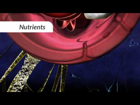 how to get more blood to the brain
