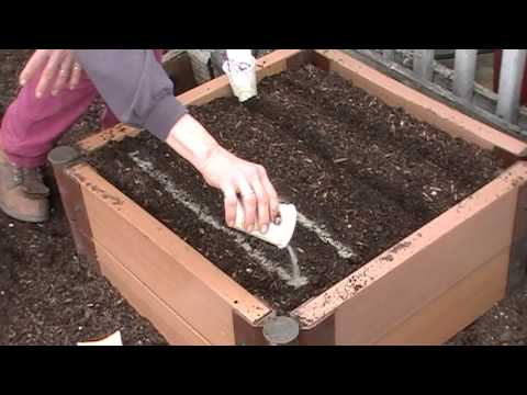 how to replant beets