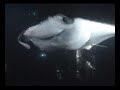 Manta Ray Dive in Kona Hawaii with Ocean Eco tours