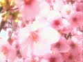 sakura ???????????