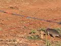 Rats detecting landmines Rats detecting landmines