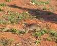 Rats detecting landmines