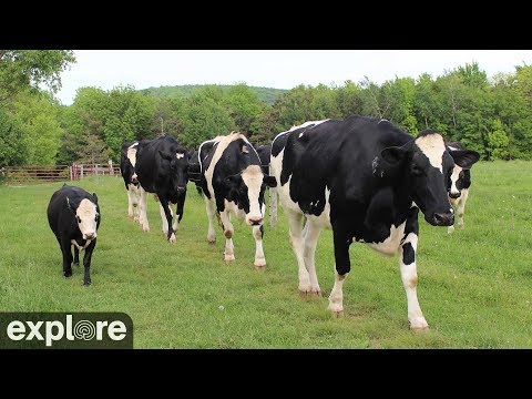 Live-Cam: Landwirtschaft - Rinder - Cattle Pond Pasture at Farm Sanctuar - upstate New York, USA