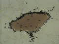 how to kill ants : ) how to kill ants : )
