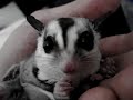 Rocky (sugar glider) Eating a Mealworm Rocky (sugar glider) Eating a Mealworm
