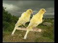 Naturaves - (Postura) Fiorino Consort.avi