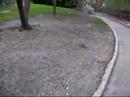 Gelindo in Central Park NY chasing a squirrel Gelindo in Central Park NY chasing a squirrel