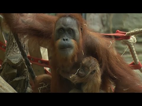 Frankfurt am Main: Orang-Utan-Baby im Frankfurter Zoo g ...