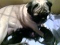 Day 3 Puglet Video