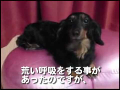 イフペンダント効果・口コミ・評判９