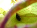 merenda sarracenia purpurea