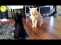funny cats compilation funny videos funny animals