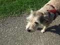 walking with Bassie and Tommie