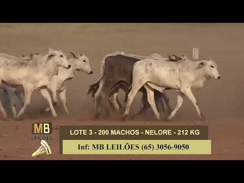 1� LEIL�O VIRTUAL FAZENDA NAYARA & CONVIDADOS