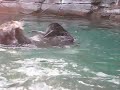 Seattle Aquarium Otter..ugh..cleaning? Seattle Aquarium Otter..ugh..cleaning?