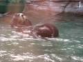videos de Seattle Aquarium Otter..ugh..cleaning?