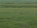 Great Cormorant