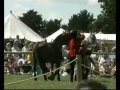 new-horse-stunts-200